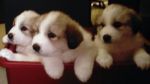 Dogs Great Pyrenees